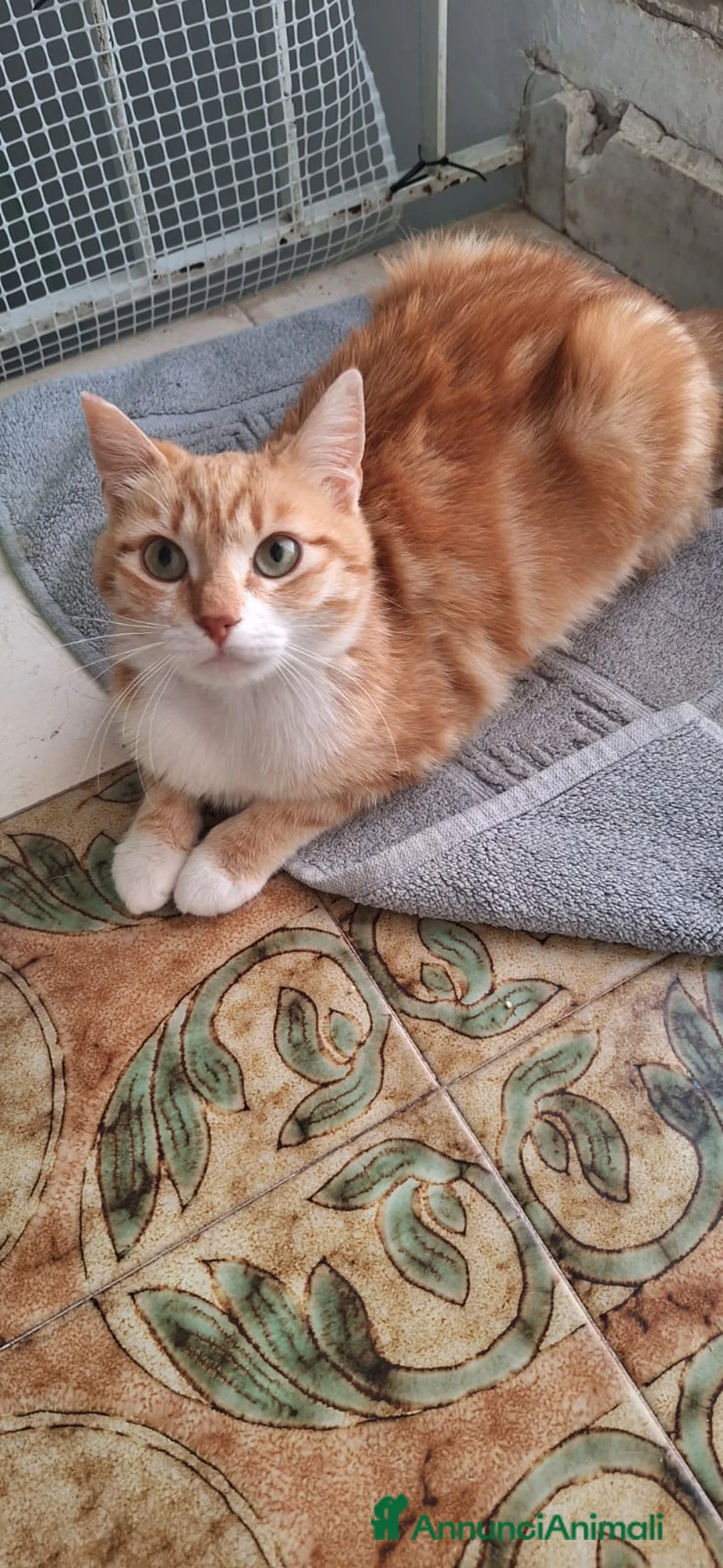 Europeo gatti in regalo: WENDI 8 mesi di tenerezza  a Città Metropolitana di Bologna - Annuncio 9