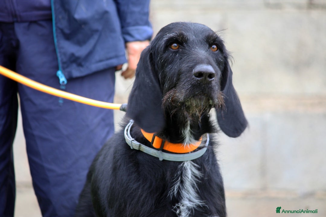 Altre razze cani in regalo: Astrid in adozione - Annuncio 1