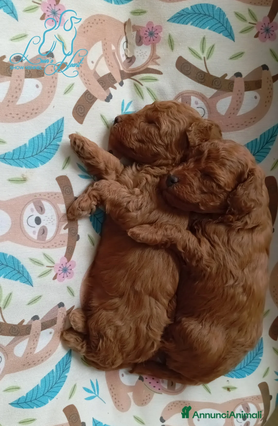 Immagine della galleria {{count}}