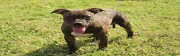 Pitbull cani in vendita: Cuccioli di Pit Bull anche a rate - Annuncio 2
