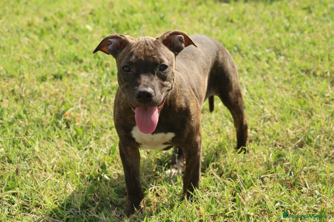 Pitbull cani in vendita: Cuccioli di Pit Bull anche a rate - Annuncio 2