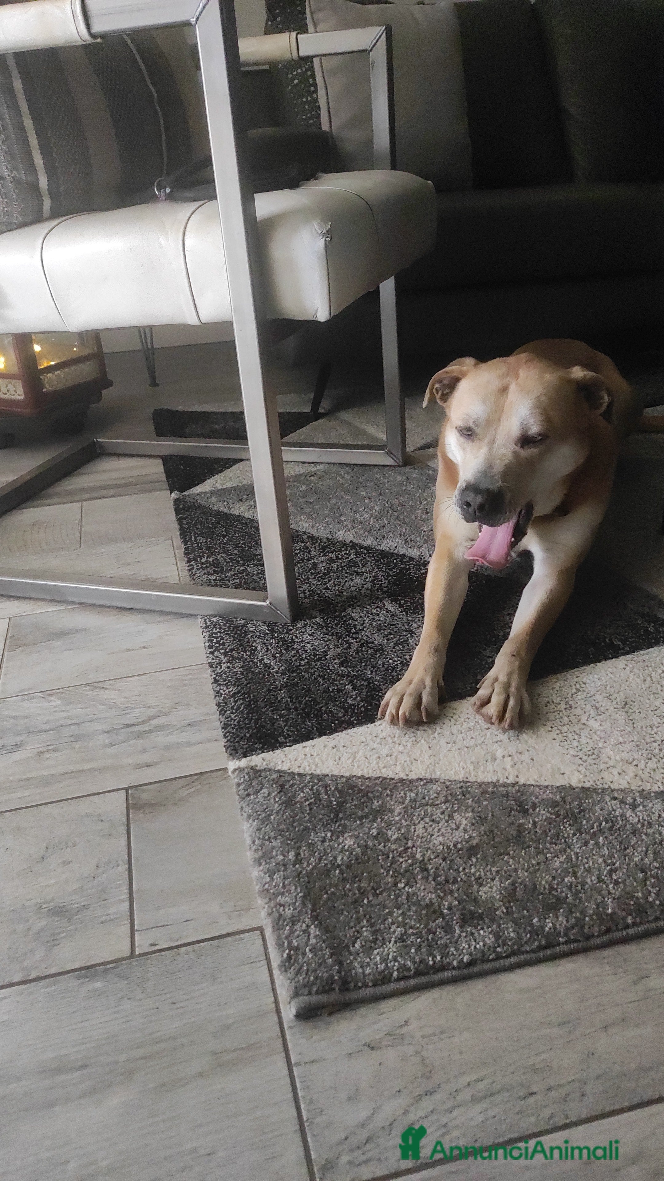 Meticcio cani Regalo  - Annuncio 2