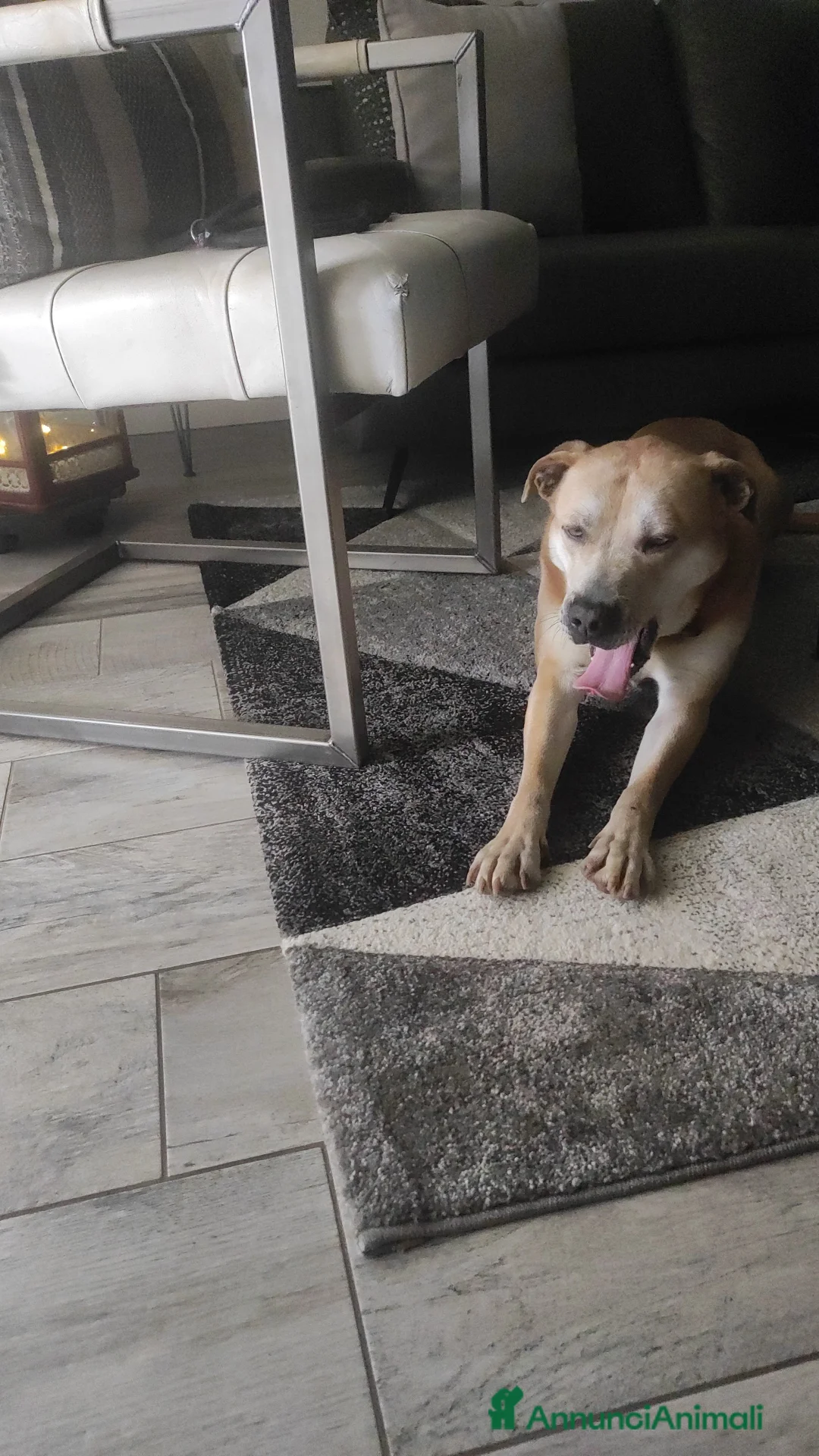 Meticcio cani in regalo: Regalo  - Annuncio 2