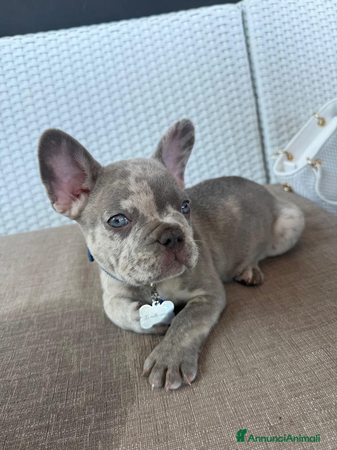 Bulldog Francese cani in vendita: Bulldog francese Lilac merlè a Città metropolitana di Roma Capitale - Annuncio 5