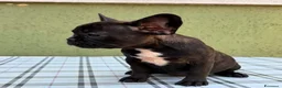 Bulldog Francese cani in vendita: Bulldog francese con Pedigree Enci  - Annuncio 13