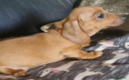 Bassotto cani in vendita: Cuccioli di Bassotto Nano a Città metropolitana di Roma Capitale - Immagine 2