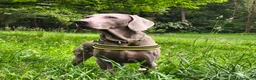 Weimaraner cani in vendita: WEIMARANER splendidi cuccioli  - Annuncio 12