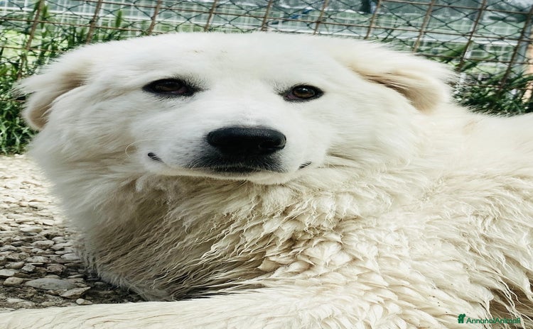Meticcio cani a Città metropolitana di Roma Capitale - Annuncio 13