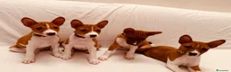 Basenji cani in vendita: Basenji disponibili con pedigree ENCI - Annuncio 8