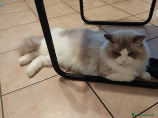 Ragdoll gatti Ragdoll maschio con pedigree disponibile per monta - Annuncio 4