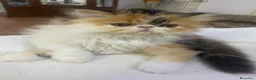 Persiano gatti in vendita: Gattine Persiane ipertipiche - Annuncio 7
