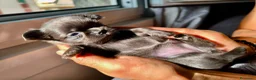 Chihuahua cani in vendita: Cuccioli di chihuahua a pelo lungo Lilac e Blu  - Annuncio 6