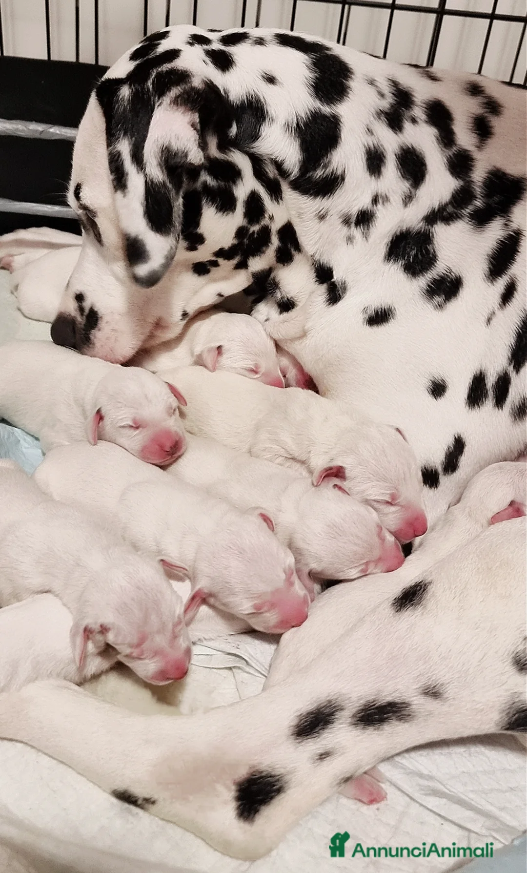 Dalmata cani in vendita: CUCCIOLI DALMATA con PEDIGREE Veneto - Annuncio 5
