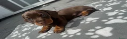 Bassotto cani in vendita: Bassoti Nani - Annuncio 2