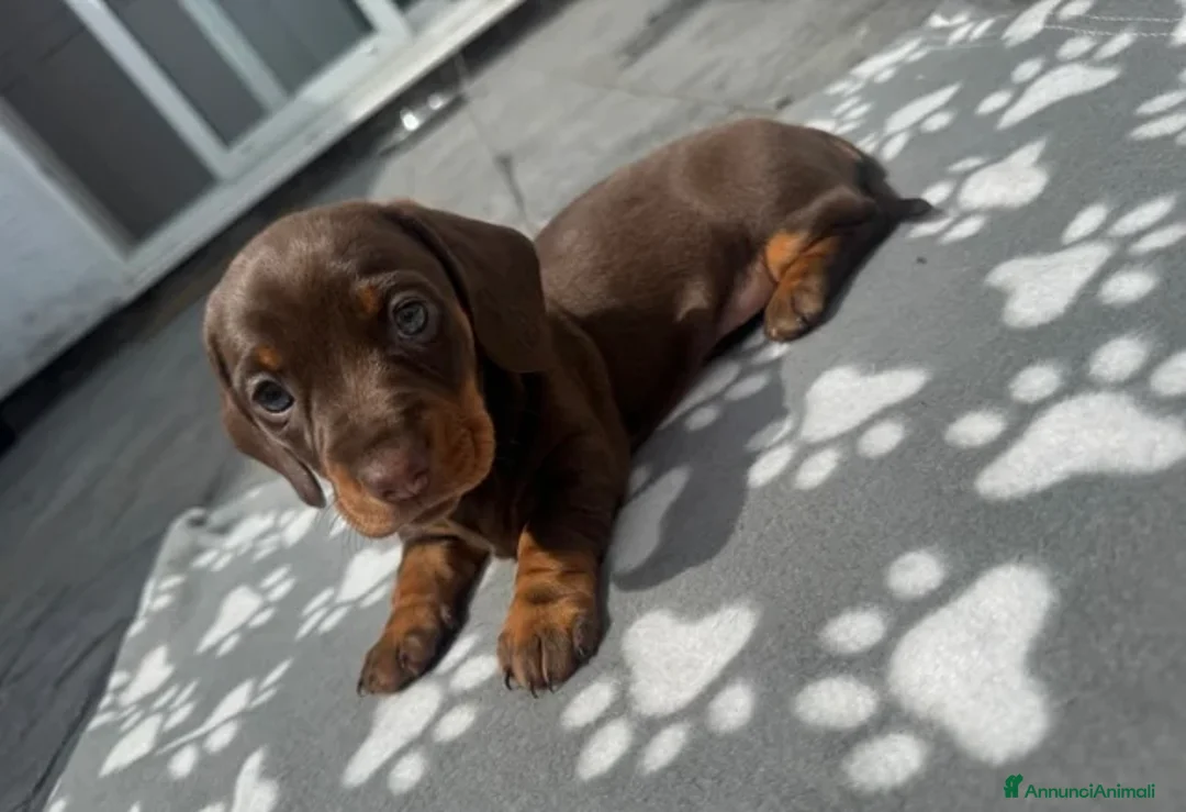 Bassotto cani in vendita: Bassoti Nani - Annuncio 2