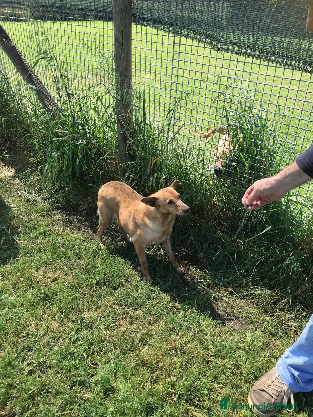 Meticcio cani in regalo: SCARY volpina bionda merita una famiglia a Provincia di Latina - Annuncio 6
