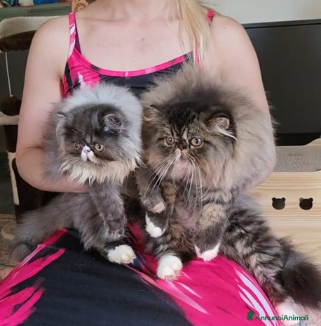 Persiano gatti a Provincia di Padova - Annuncio 11