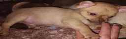 Chihuahua cani in vendita: Caramello - Annuncio 2