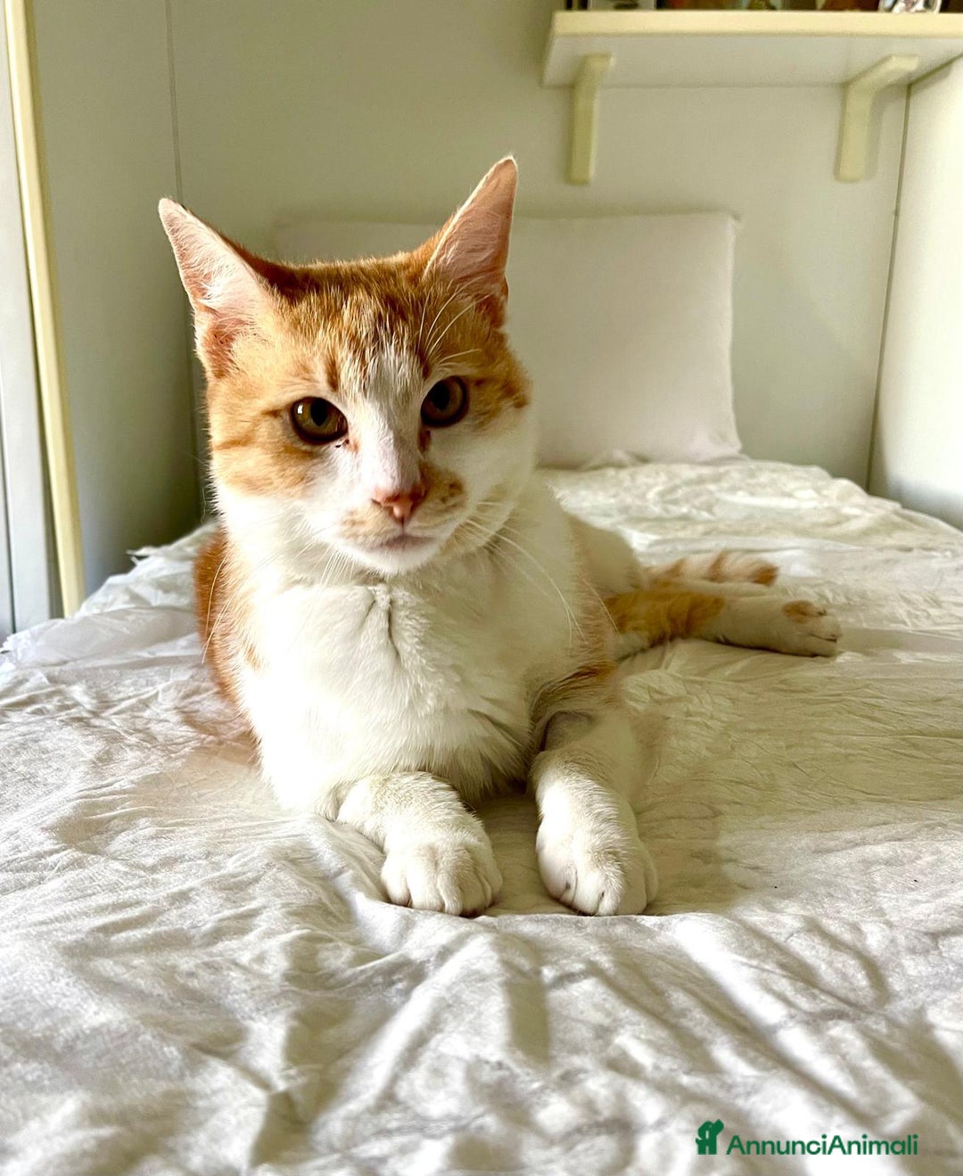 Europeo gatti in regalo: Simply Red a Città metropolitana di Milano - Annuncio 6