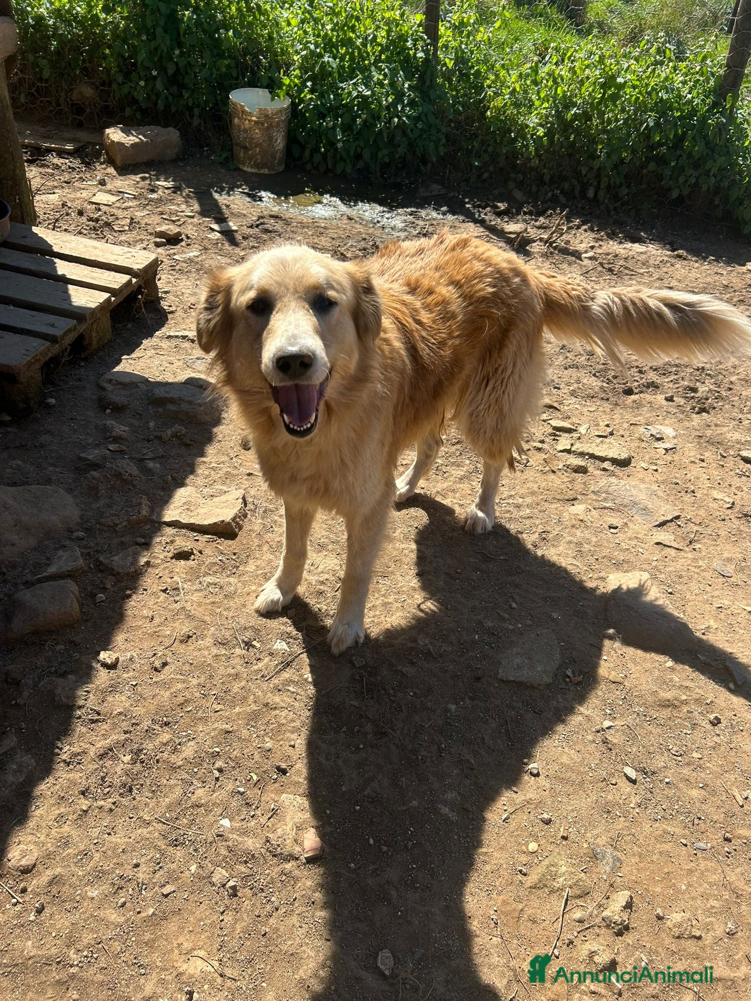 Meticcio cani Susy splendida simil Golden cerca casa  - Annuncio 5