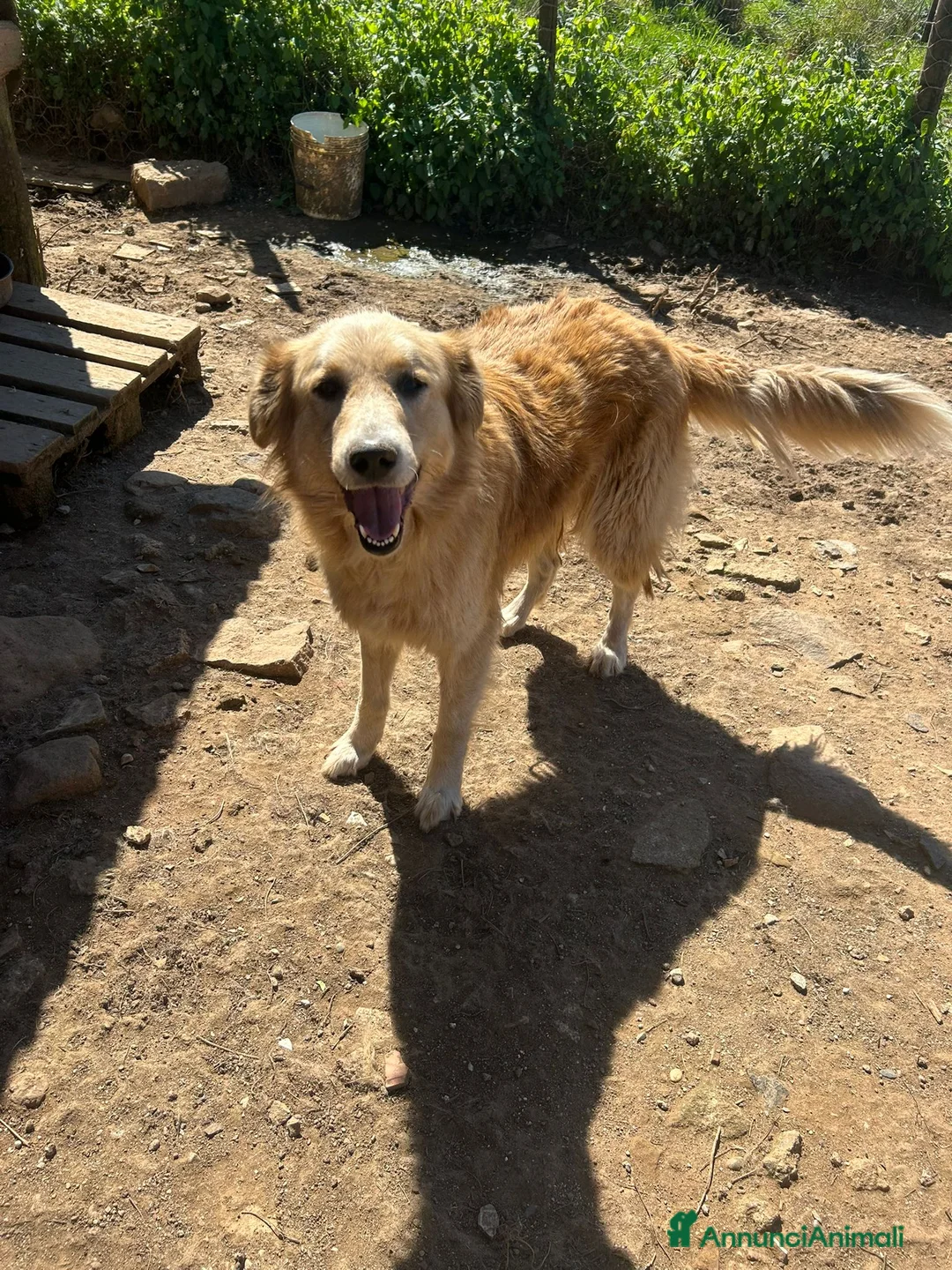 Meticcio cani in regalo: Susy splendida simil Golden cerca casa  - Annuncio 1