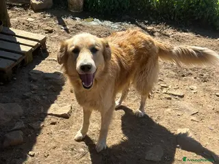 Meticcio cani Susy splendida simil Golden cerca casa - Annuncio 5