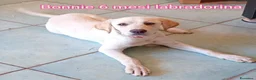 Meticcio cani in regalo: TANTI CUCCIOLI SOLI  a Provincia di Vicenza - Annuncio 8