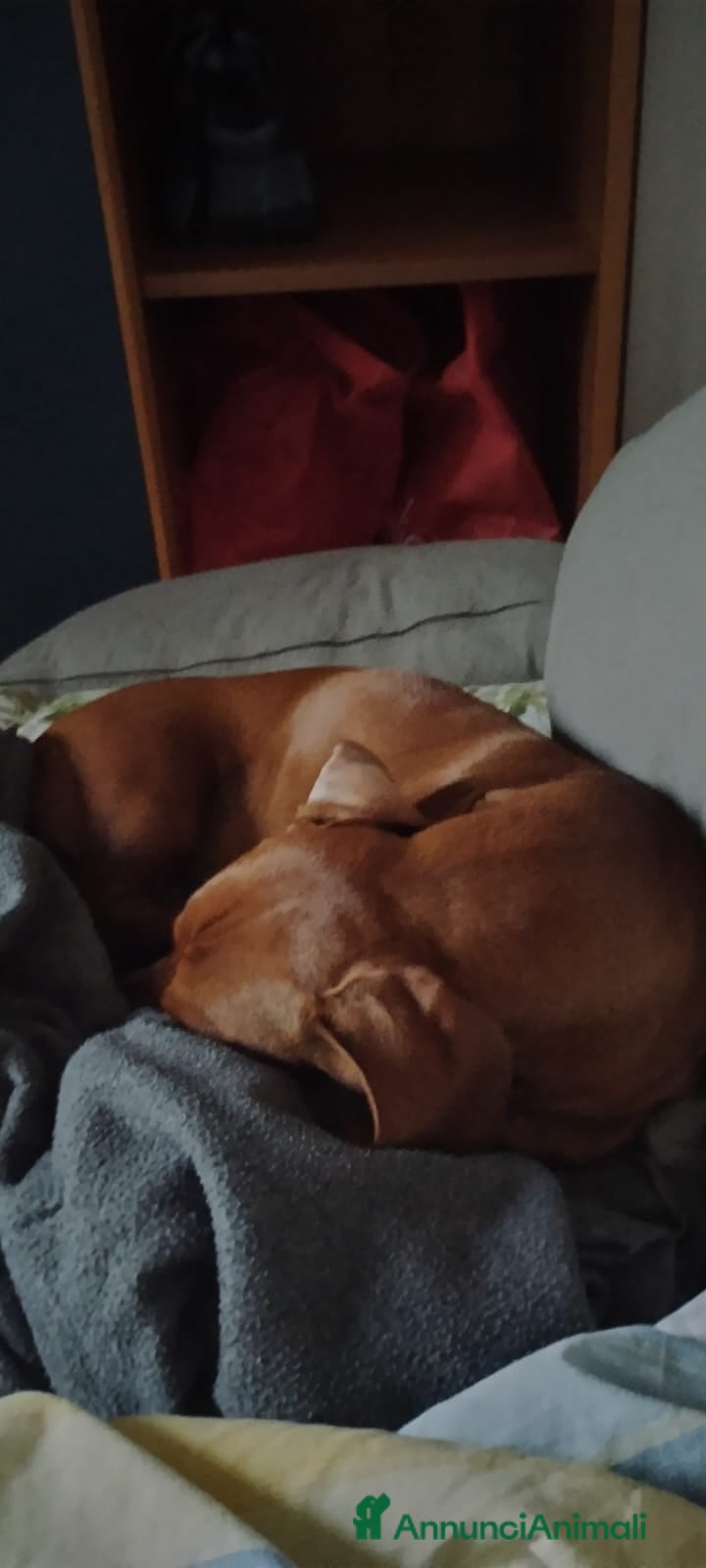 Bassotto cani Cedo dietro rimborso bassotto - Annuncio 9