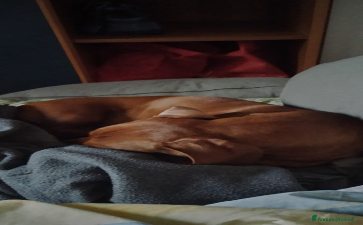 Bassotto cani - Annuncio 8