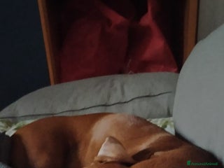 Bassotto cani Cedo dietro rimborso bassotto - Annuncio 8