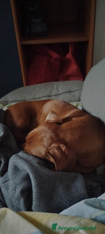 Bassotto cani - Annuncio 3