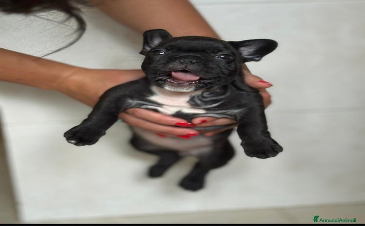 Bulldog Francese cani a Provincia di Pavia - Annuncio 12