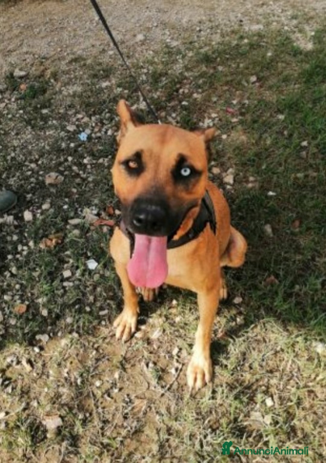 Meticcio cani in regalo: Mix Pitbull femmina 1occhio azzurro,invisibile.SUD a Città metropolitana di Milano - Annuncio 1