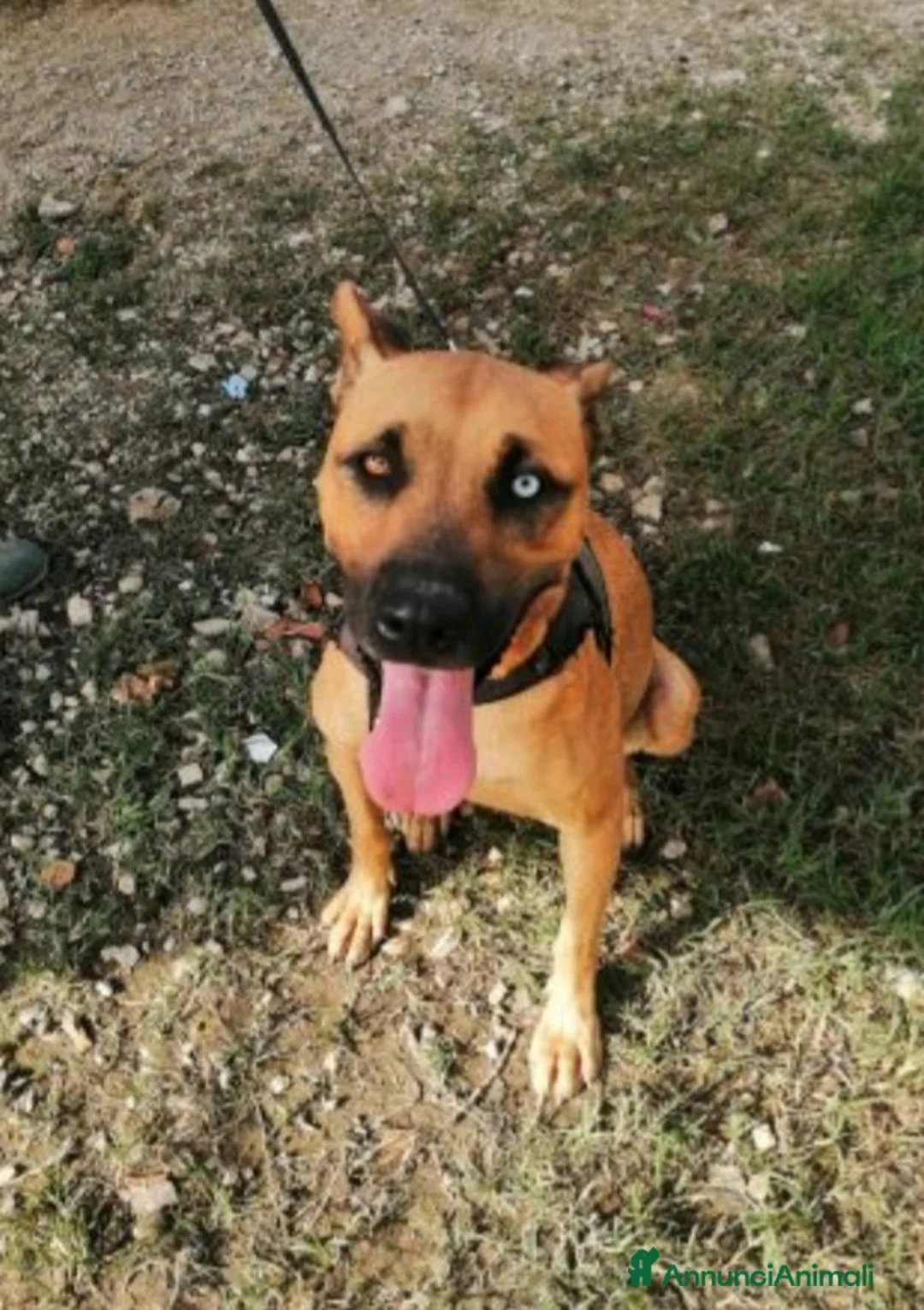 Meticcio cani in regalo: Mix Pitbull femmina 1occhio azzurro,invisibile.SUD a Città metropolitana di Milano - Annuncio 1