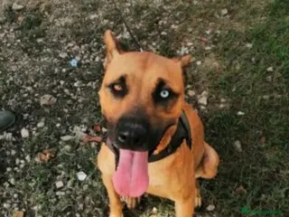 Meticcio cani Mix Pitbull femmina 1occhio azzurro,invisibile.SUD a Città metropolitana di Milano - Annuncio 41