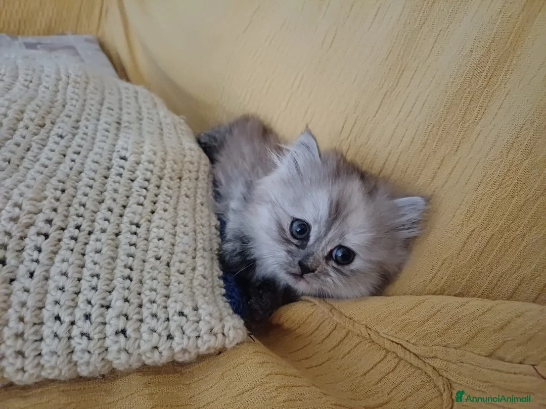 Persiano gatti in vendita: Animali  a Provincia di Lecce - Annuncio 3