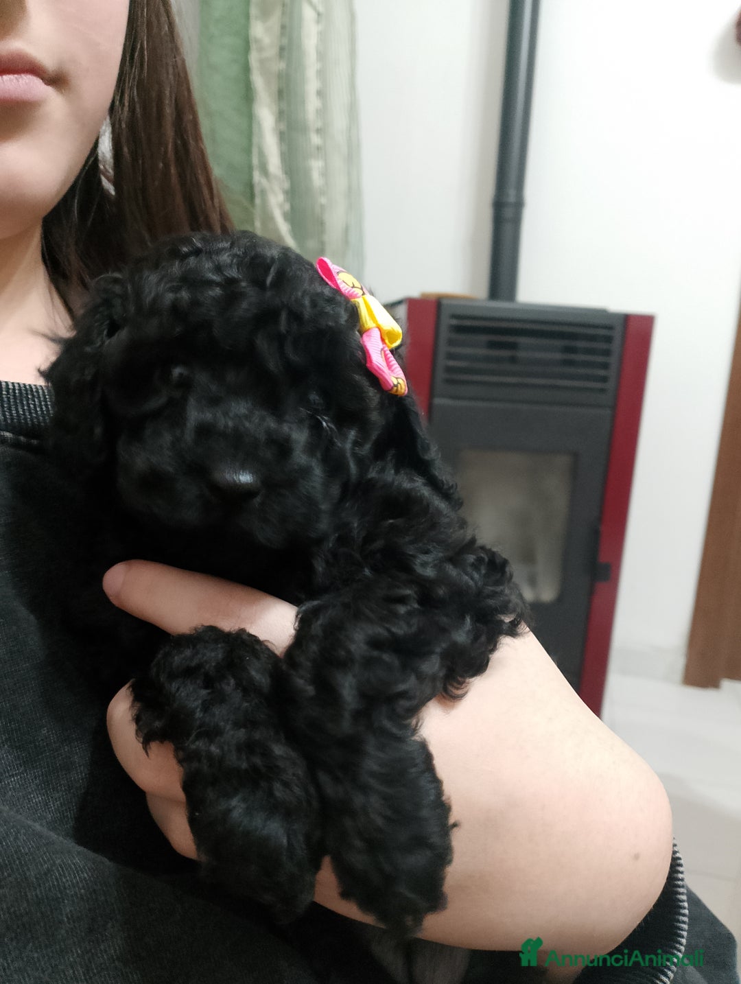 Barboncino cani in vendita: Barboncino nano - Annuncio 4