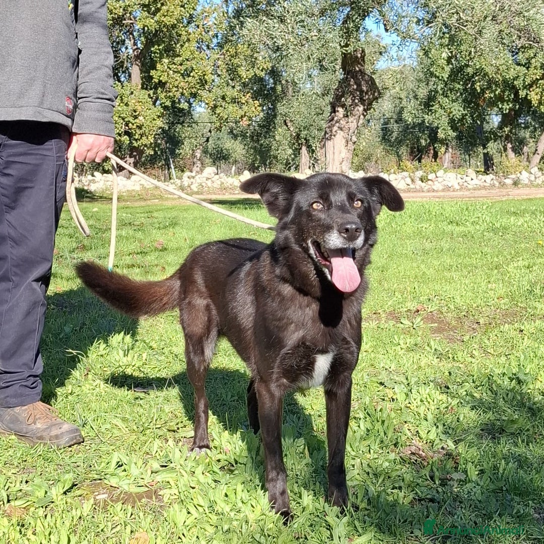 Meticcio cani in regalo: Crik&Crok Cerca Famiglia. Info Monica 3890238584 - Annuncio 15