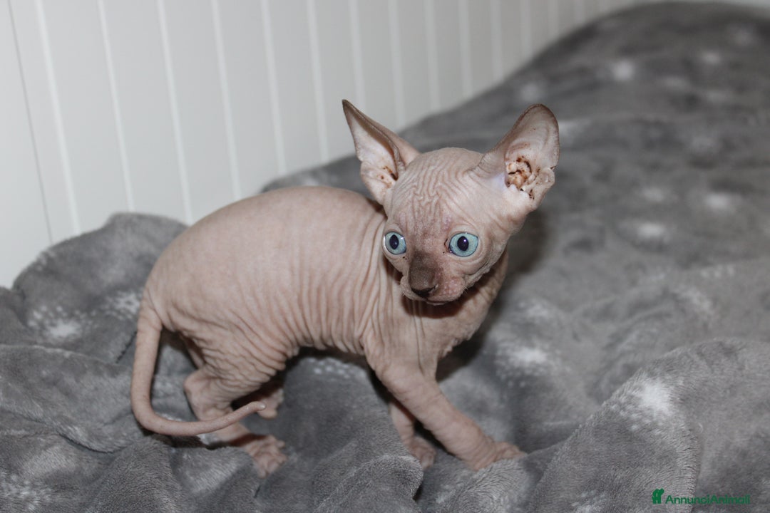 Sphynx gatti in vendita: Vendo cuccioli di sphynx a Provincia di Massa e Carrara - Immagine 3