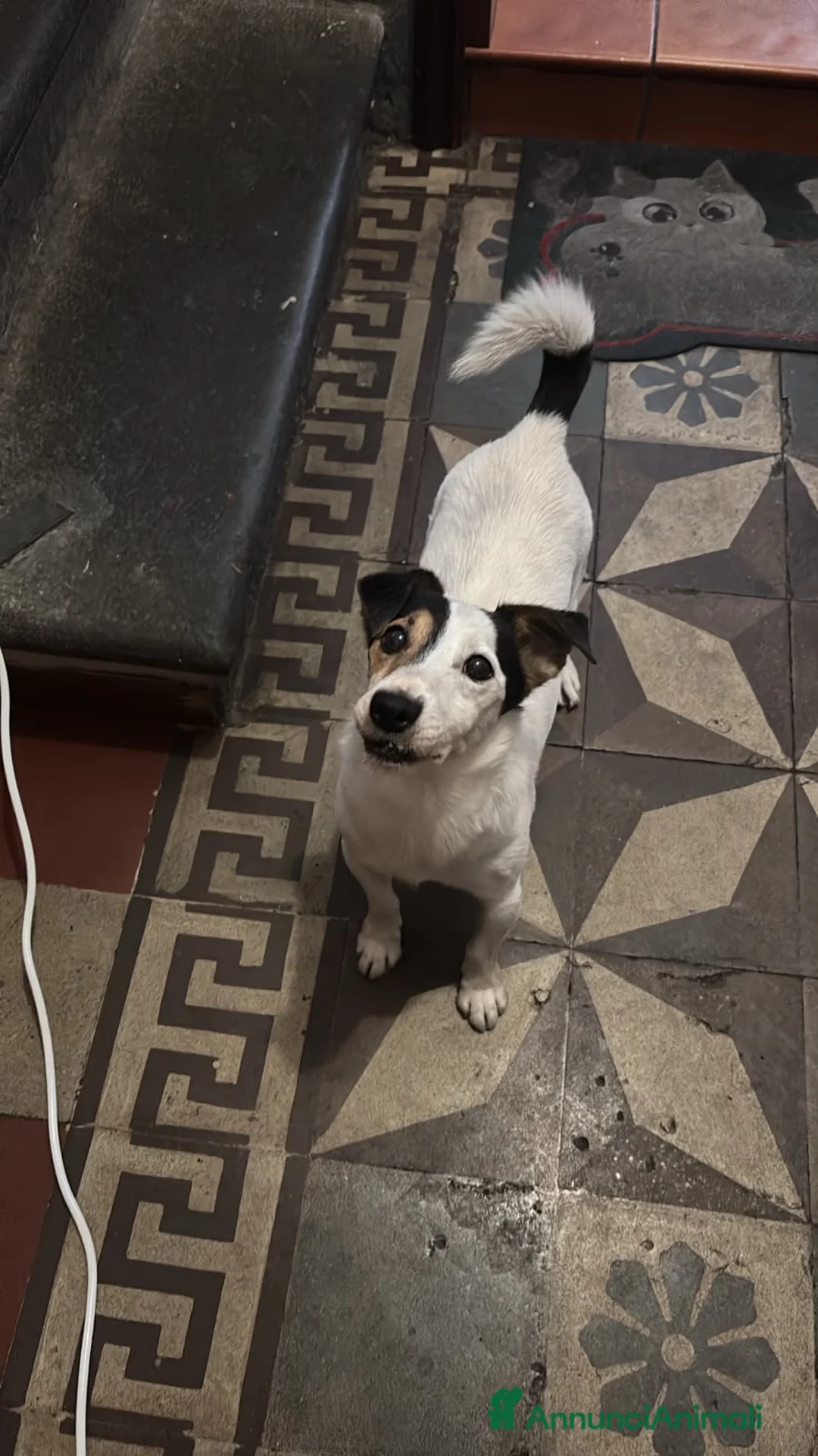 Jack Russell cani in regalo: Adozione del cuore - Annuncio 4