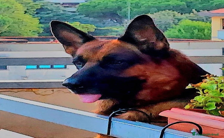 Pastore Tedesco cani PASTORE TEDESCO CERCASI CANINA PER ACCOPPIAMENTO - Annuncio 19