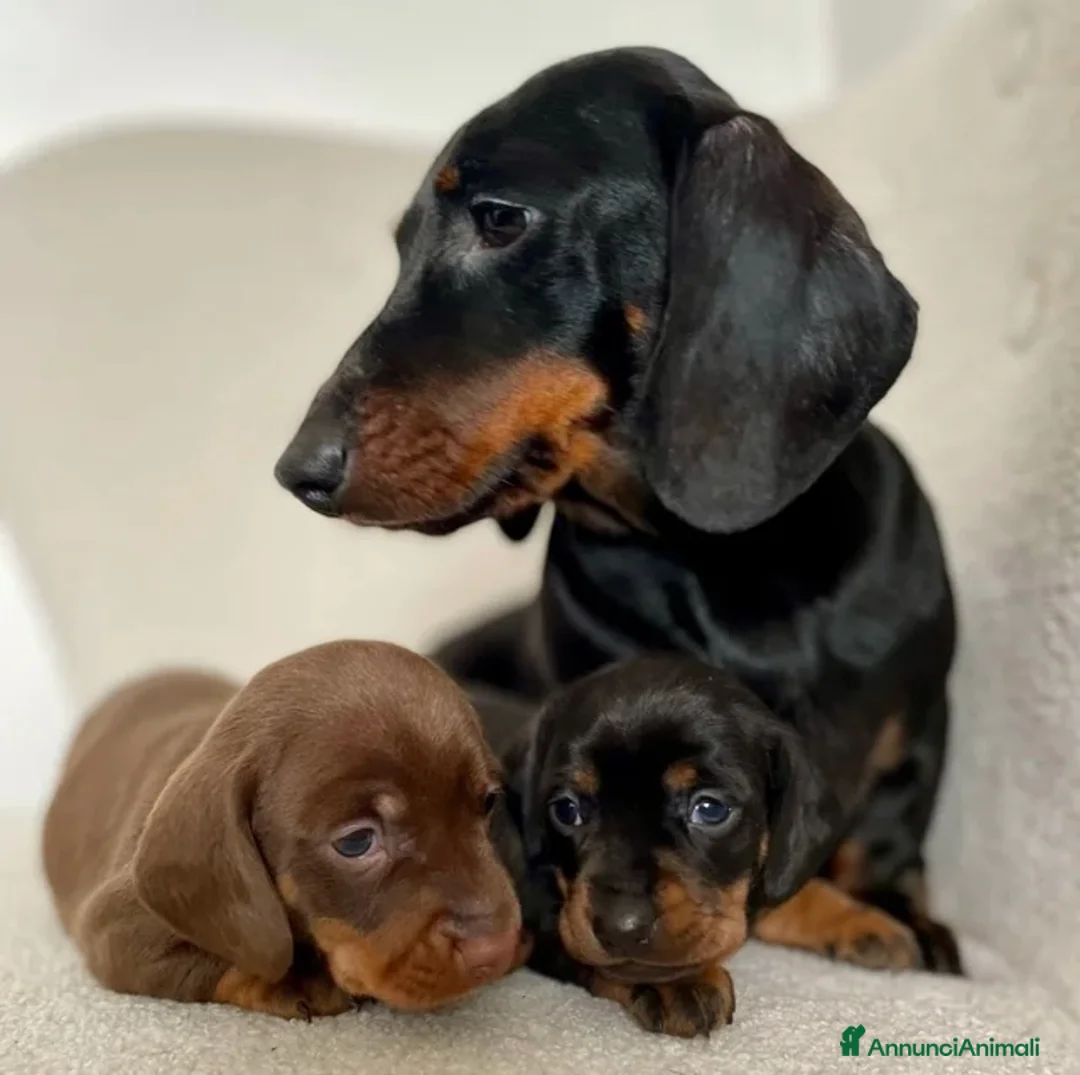 Bassotto cani in vendita: Bassotti nani  - Annuncio 10