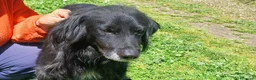 Meticcio cani in regalo: GREY UNA VITA MISERABILE DAVANTI A TUTTI - Annuncio 2