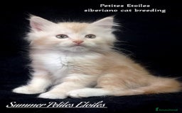 Siberiano gatti in vendita: Sberiano a Provincia di Varese - Immagine 1