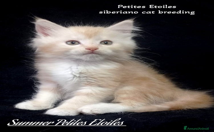 Siberiano gatti a Provincia di Varese - Annuncio 4