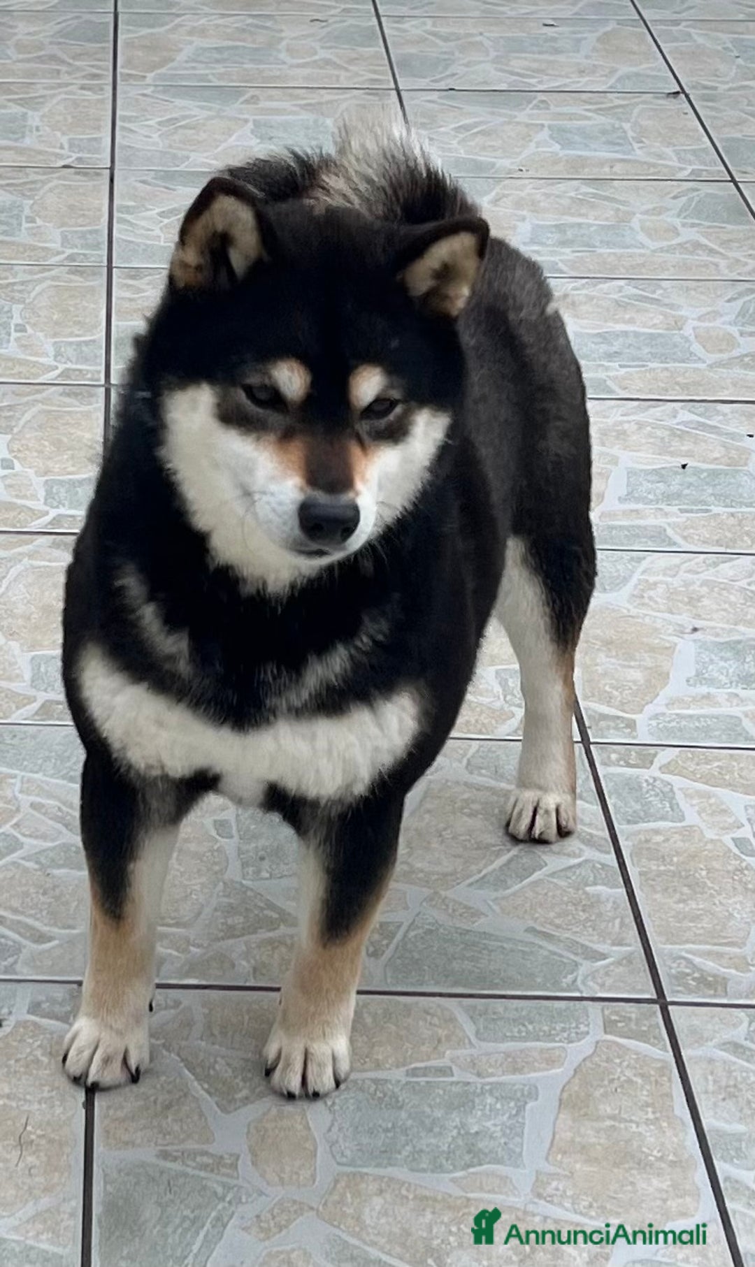 Shiba Inu cani in vendita: Shiba inu cuccioli  - Annuncio 19