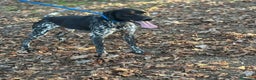 Altre razze cani in regalo: Mowgli bracco pointer cerca casa in adozione - Annuncio 4