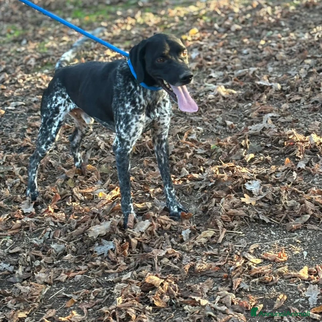 Altre razze cani in regalo: Mowgli bracco pointer cerca casa in adozione - Annuncio 4
