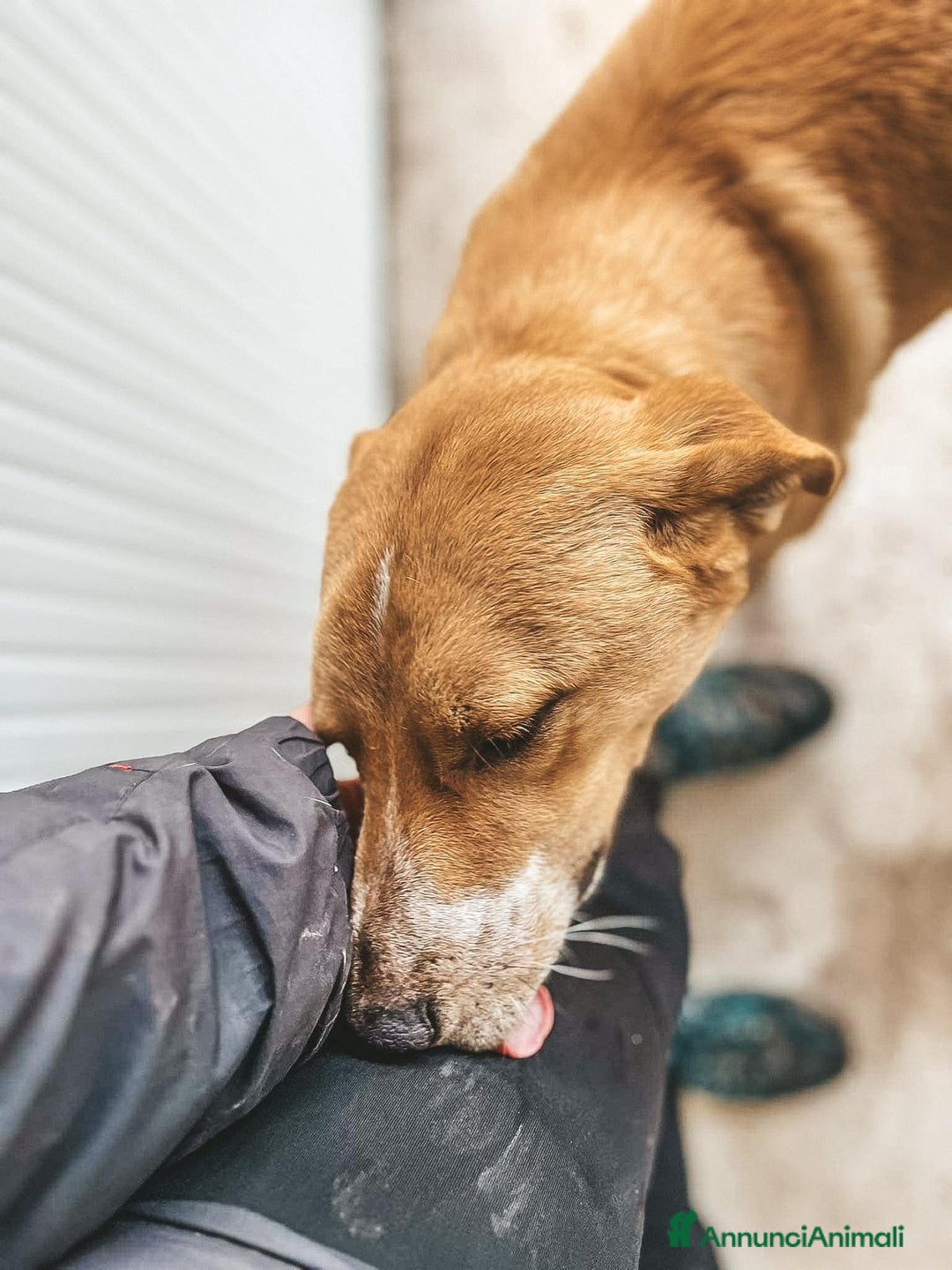 Meticcio cani in regalo: Giovane cucciolone taglia media a Metropolitan City of Rome Capital - Annuncio 13