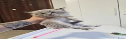 Siberiano gatti in vendita: Gattini siberiani ipoallergenici  - Annuncio 16
